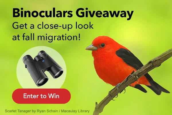 Win ZEISS Binoculars